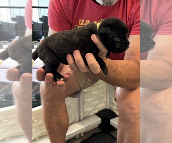 Medium Photo #38 Cane Corso Puppy For Sale in REEVESVILLE, SC, USA