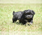 Small #3 Shih Aussie