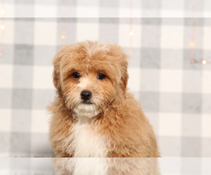 ShihPoo Puppy for sale in MARIETTA, GA, USA