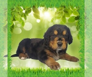 Medium Golden Mountain Dog