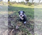 Small #9 Boston Terrier