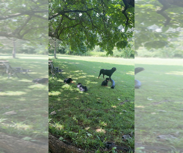 Medium Photo #1 Rottweiler Puppy For Sale in HANOVER, PA, USA