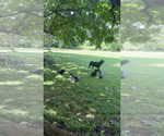 Small Photo #1 Rottweiler Puppy For Sale in HANOVER, PA, USA