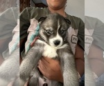 Puppy Spike Siberian Husky
