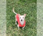 Small #2 Chihuahua Mix