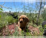 Small Photo #6 Golden Labrador Puppy For Sale in PEYTON, CO, USA