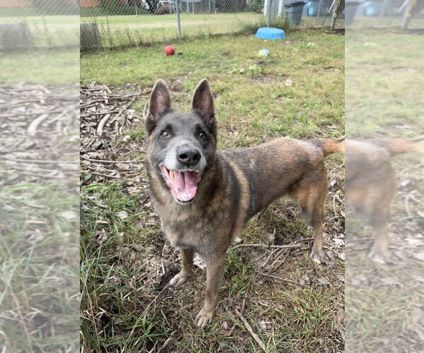 Medium Photo #2 Mutt Puppy For Sale in Imlay City, MI, USA