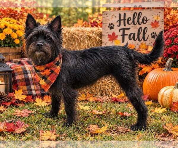 Medium Photo #2 Mutt Puppy For Sale in Yardley, PA, USA