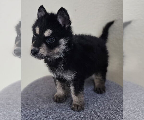 Medium Photo #2 Siberian Husky-Unknown Mix Puppy For Sale in McKinney, TX, USA