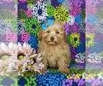 Small Photo #2 Poodle (Toy) Puppy For Sale in CHRISTIANA, PA, USA
