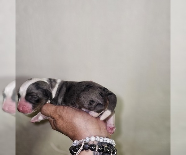 Medium Photo #35 Aussalier Puppy For Sale in DECATUR, IL, USA