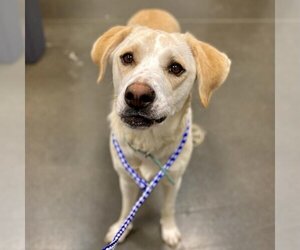 Mutt Dogs for adoption in Bentonville, AR, USA