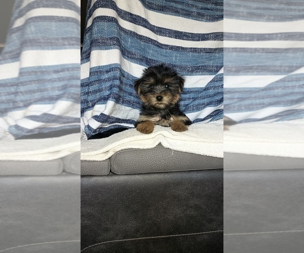 Medium Photo #35 Yorkshire Terrier Puppy For Sale in BENSON, NC, USA