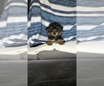 Small Photo #35 Yorkshire Terrier Puppy For Sale in BENSON, NC, USA