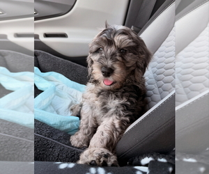 Bernedoodle (Miniature) Dog for Adoption in SMITHFIELD, North Carolina USA