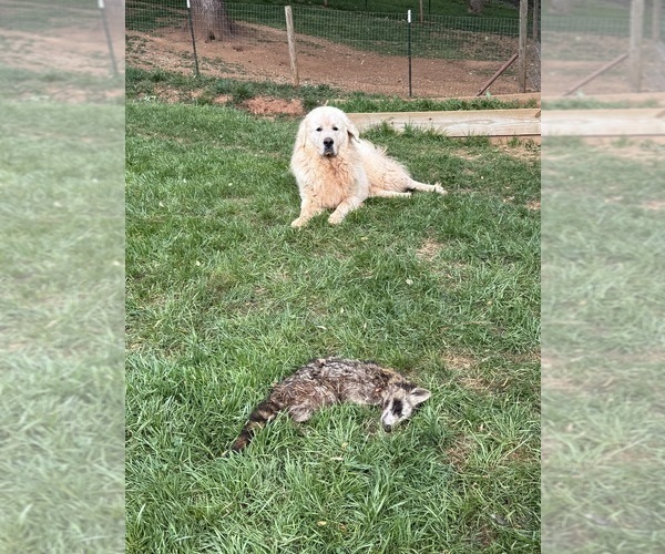 Medium Photo #24 Great Pyrenees Puppy For Sale in NEWTON, NC, USA