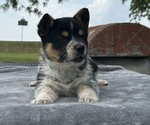 Small Photo #4 Pembroke Welsh Corgi Puppy For Sale in DRAKESVILLE, IA, USA