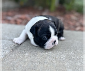 Boston Terrier Puppy for sale in WASHBURN, MO, USA