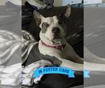 Small #5 American Staffordshire Terrier Mix