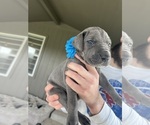 Small #1 Great Dane