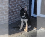 Small Photo #1 German Shepherd Dog Puppy For Sale in NORTH RICHLAND HILLS, TX, USA