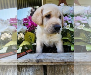 Labrador Retriever Puppy for Sale in HALSEY, Oregon USA