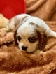 Small Photo #15 Cavalier King Charles Spaniel Puppy For Sale in LEICESTER, NC, USA