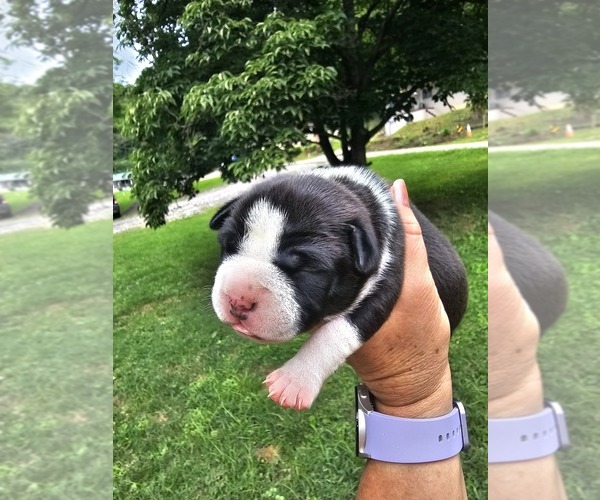Medium Photo #2 American Bully Puppy For Sale in SAINT ALBANS, WV, USA