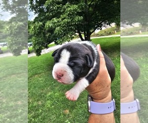 Medium American Bully