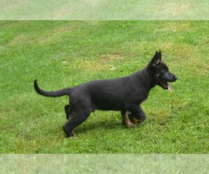 German Shepherd Dog Puppy for sale in POWDER SPRINGS, GA, USA