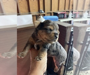 Yorkshire Terrier Puppy for sale in WHITE OAK, GA, USA
