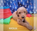 Small Photo #1 Goldendoodle Puppy For Sale in SLIDELL, LA, USA