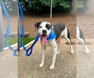 American Staffordshire Terrier-Unknown Mix Dogs for adoption in Holly Springs, NC, USA