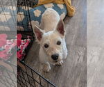 Small #3 Mutt