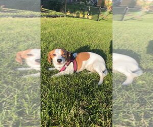 Cayenne - Female Beagle-Unknown Mix Dog for Adoption - Photo #3