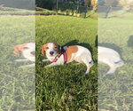 Small Photo #3 Beagle-Unknown Mix Puppy For Sale in Mundelein, IL, USA