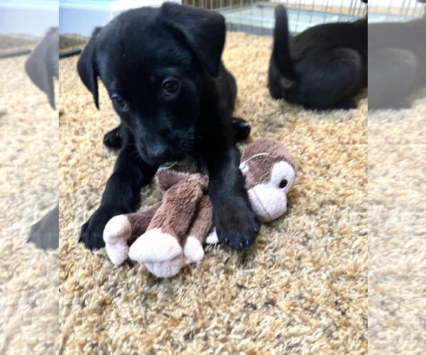 Medium Photo #2 Labbe Puppy For Sale in Wheaton, IL, USA