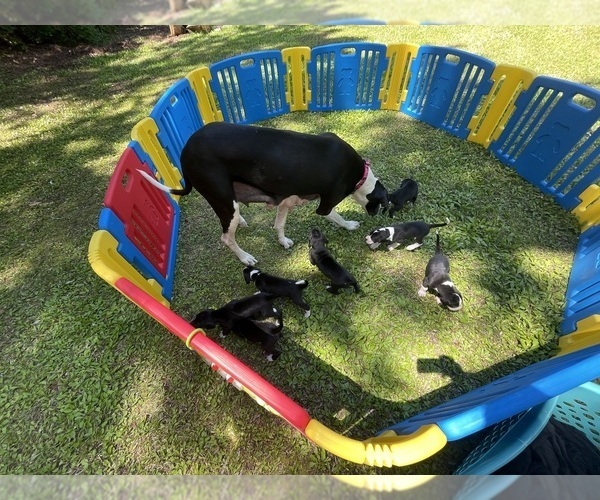 Medium Photo #1 Great Dane Puppy For Sale in TREMPEALEAU, WI, USA