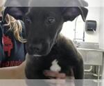 Small Labrador Retriever