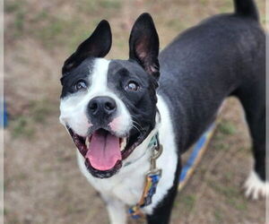 American Pit Bull Terrier Dogs for adoption in Ocala, FL, USA