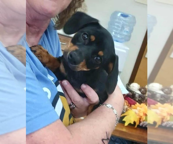 Medium Photo #4 Dachshund-Unknown Mix Puppy For Sale in Candler, NC, USA
