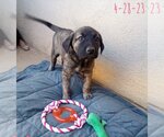 Small Photo #14 Mutt Puppy For Sale in Apple Valley, CA, USA