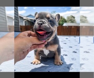 French Bulldog Puppy for Sale in GREELEY, Colorado USA