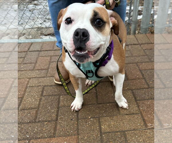 Medium Photo #2 Mutt Puppy For Sale in South Bend, IN, USA