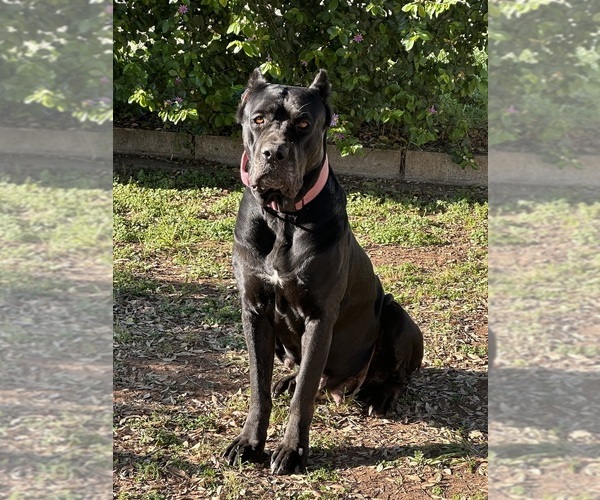 Medium Photo #1 Cane Corso Puppy For Sale in SAN DIEGO, CA, USA