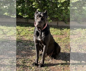 Mother of the Cane Corso puppies born on 04/14/2026