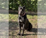 Small Photo #1 Cane Corso Puppy For Sale in SAN DIEGO, CA, USA