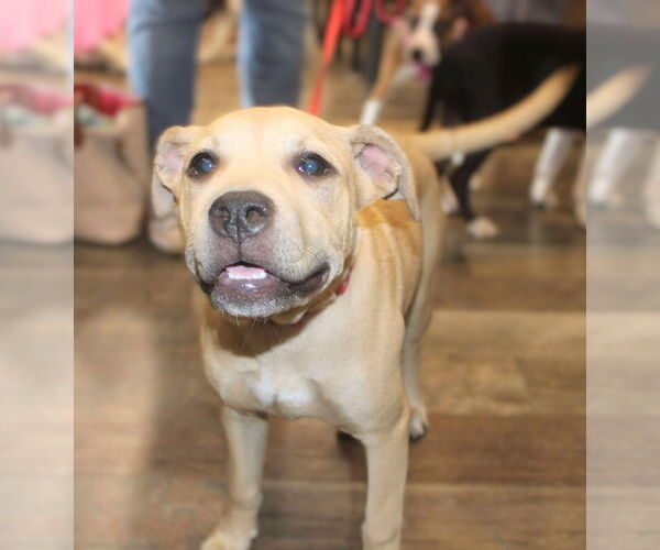 Medium Photo #3 Mutt Puppy For Sale in Holly Springs, NC, USA