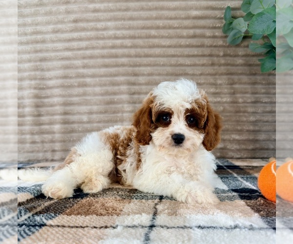 Medium Photo #1 Cavapoo (Miniature) Puppy For Sale in GREENFIELD, IN, USA