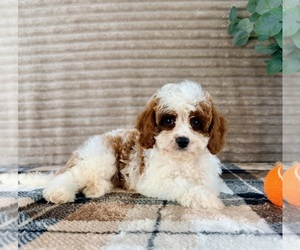 Cavapoo (Miniature) Puppy for sale in GREENFIELD, IN, USA